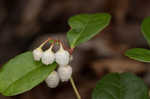 Eastern teaberry <BR>Wintergreen